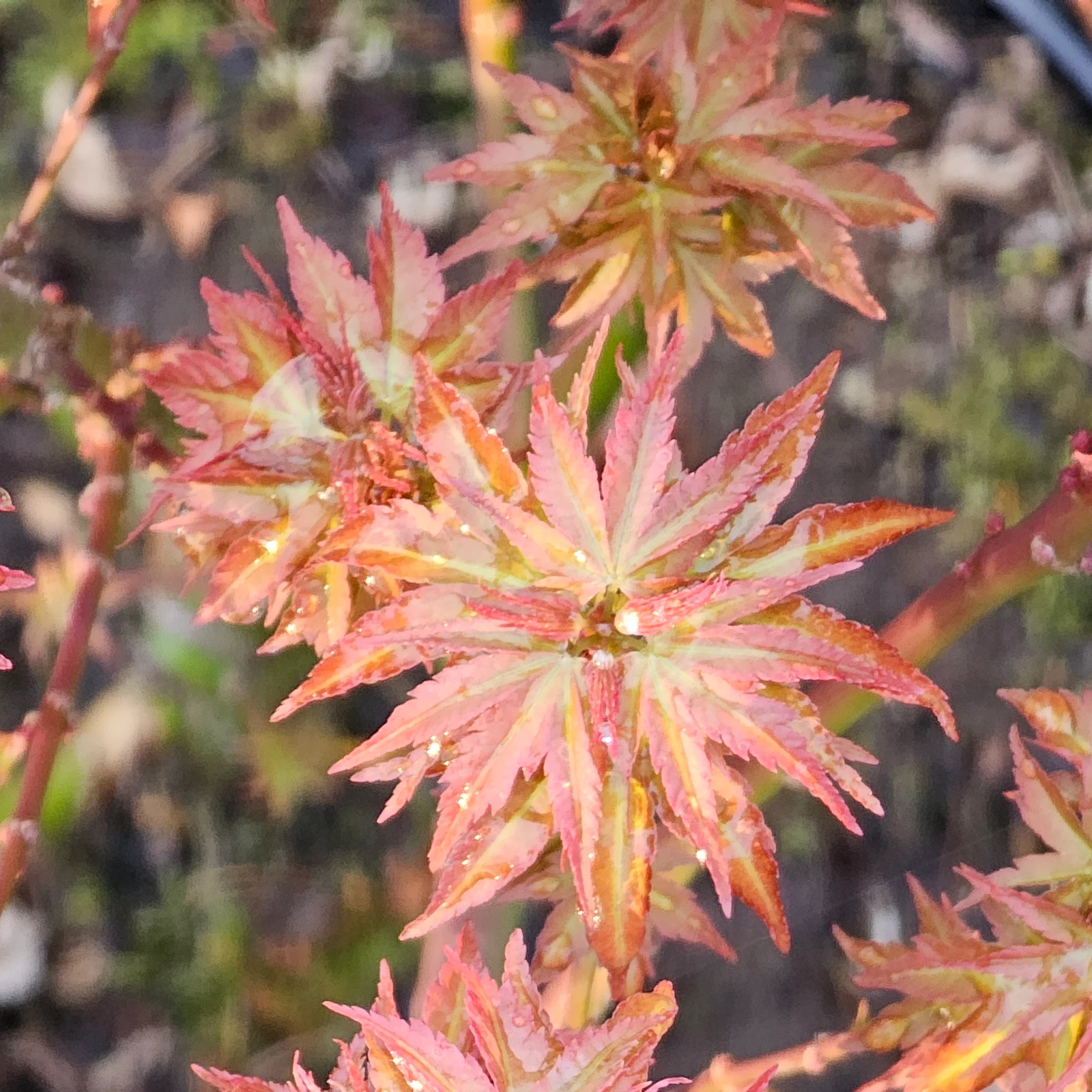 Early spring flush of Acer palmatum 'Kotohime' in pink and orange tones