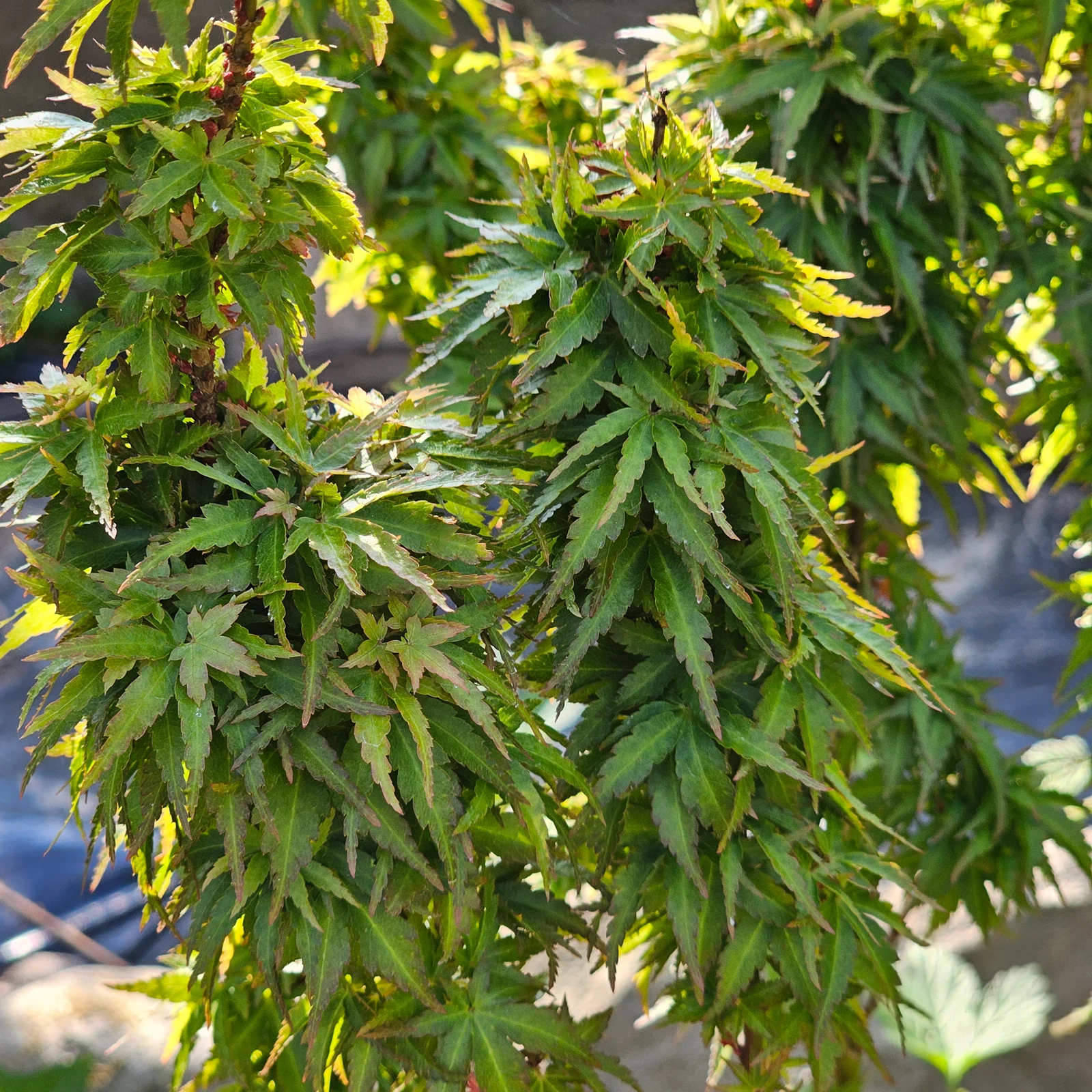Dense summer foliage of Acer palmatum 'Kotohime' with tiny leaves and short internodes