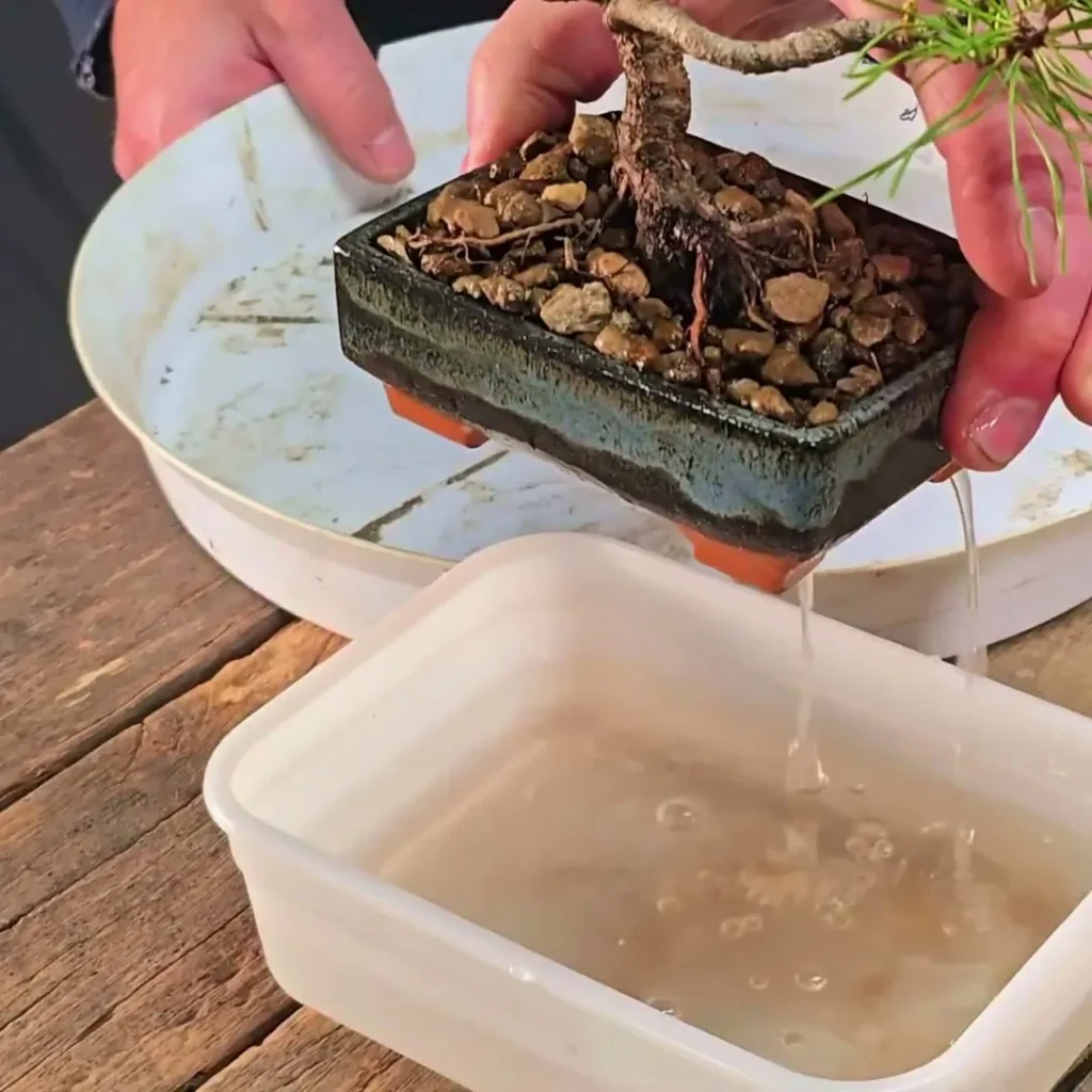 Hands lifting a Pinus mugo bonsai from its watering soak, water draining into the tray — care routine from the kit video tutorial