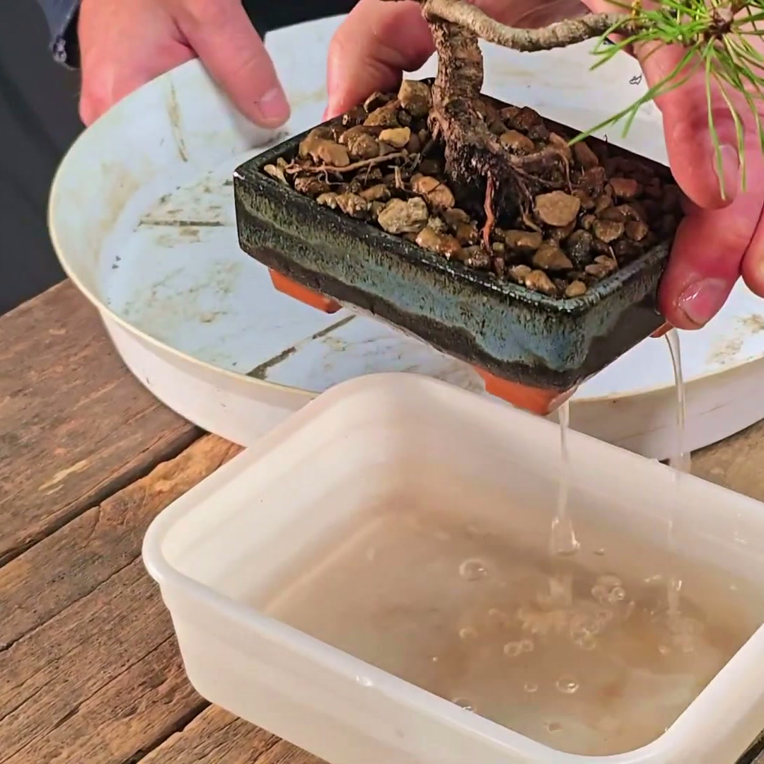 Mani sollevano un bonsai di Pinus mugo dopo l'immersione, l'acqua scola — la routine di cura dal video tutorial del kit