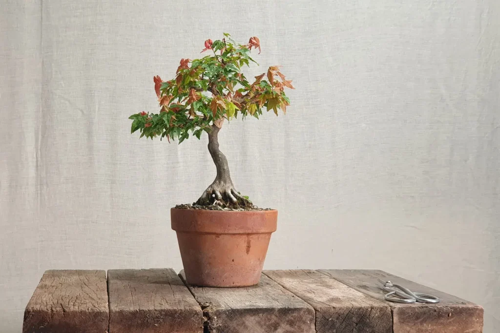 Bonsai di acero tridente (Acer buergerianum) in vaso di terracotta, coltivato da Luca Valagussa per Treevaset