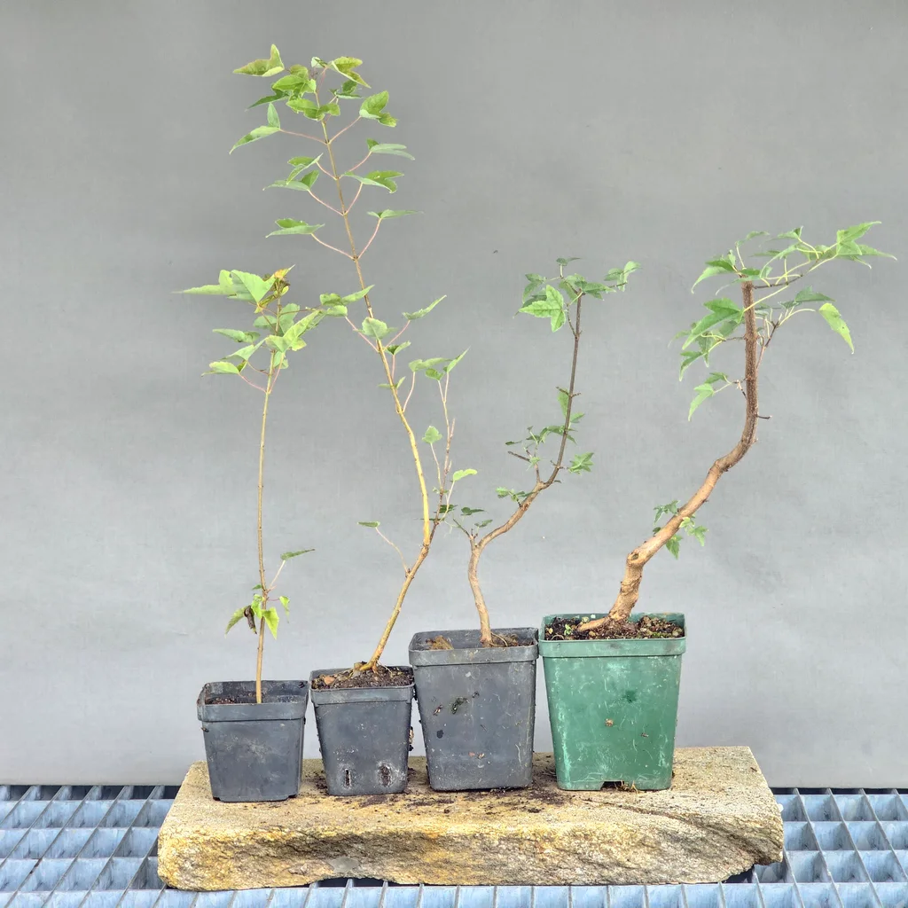 The four development stages of our trident maple young pre-bonsai (Acer buergerianum) side by side, from seedling to first branch structure