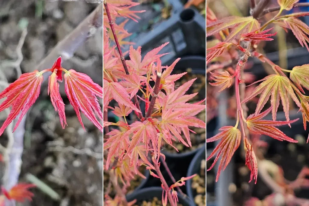 Spring foliage of three Acer palmatum cultivars side by side: 'Seigen' (red), 'Beni Chidori' (pink) and 'Orihime' (green-yellow), Treevaset young pre-bonsai
