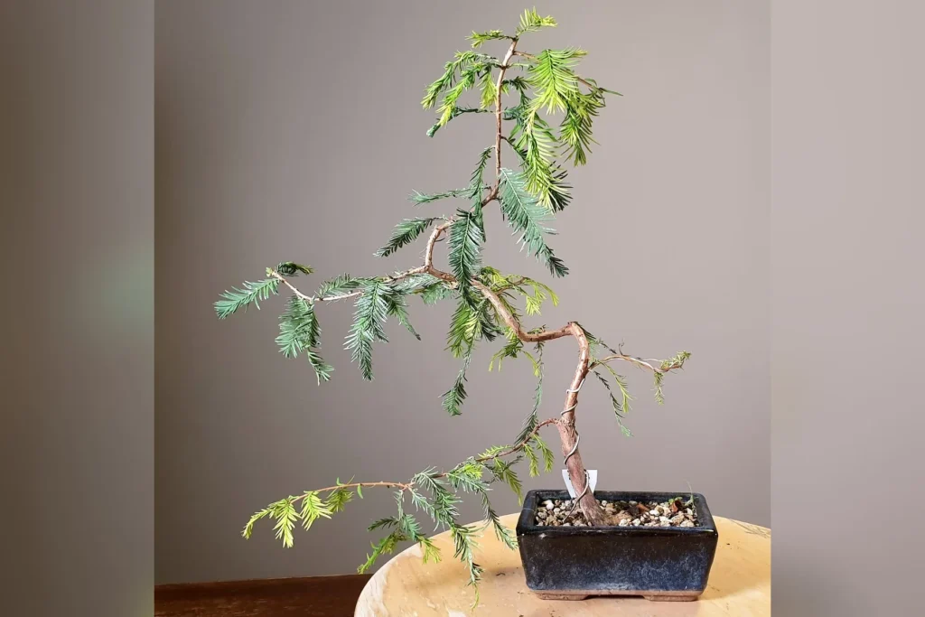 Bald cypress bonsai (Taxodium distichum) with a wired, leaning trunk in a dark ceramic pot, grown by Luca Valagussa at Treevaset