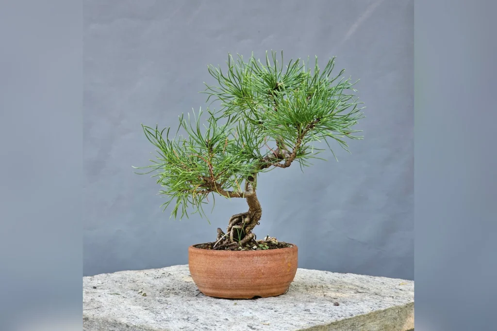 Bonsai di pino mugo (Pinus mugo) con tronco compatto e curvo in vaso di terracotta, coltivato da Luca Valagussa per Treevaset