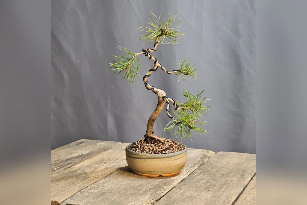 Bonsai di pino silvestre (Pinus sylvestris) con tronco filato e tortuoso in vaso di ceramica, coltivato da Luca Valagussa per Treevaset