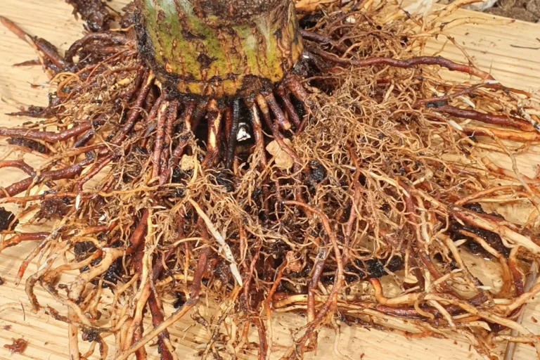 Radial bonsai nebari of an Acer palmatum after air layering — the flat root disc laid out on a board, grown by Luca Valagussa at Treevaset