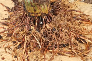 Radialer Bonsai-Nebari eines Fächerahorns (Acer palmatum) nach dem Abmoosen – flacher Wurzelteller auf einem Brett, aus der Kultur von Luca Valagussa bei Treevaset