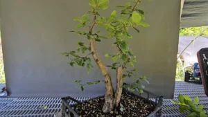 Bonsai di carpino bianco a doppio tronco in piena vegetazione in una cassetta di plastica da coltivazione, cinque mesi dopo una potatura radicale delle radici