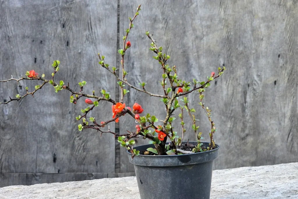 Flowering quince bonsai 'Chojubai' (Chaenomeles japonica) in red bloom — young pre-bonsai grown by Treevaset