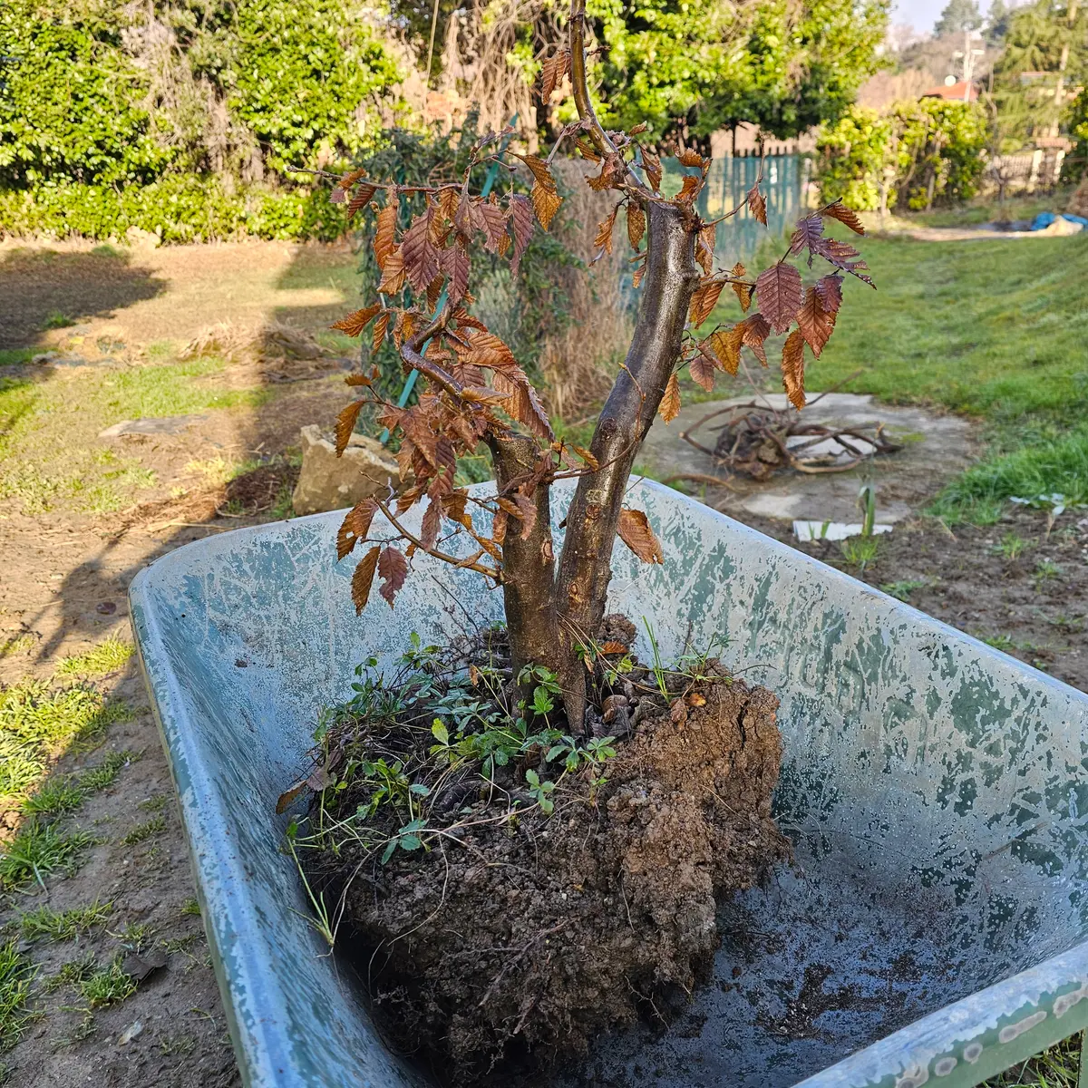 Carpino bianco (Carpinus betulus) a doppio tronco appena estratto, con il pane di radici nell'argilla originale, prima della potatura radicale delle radici