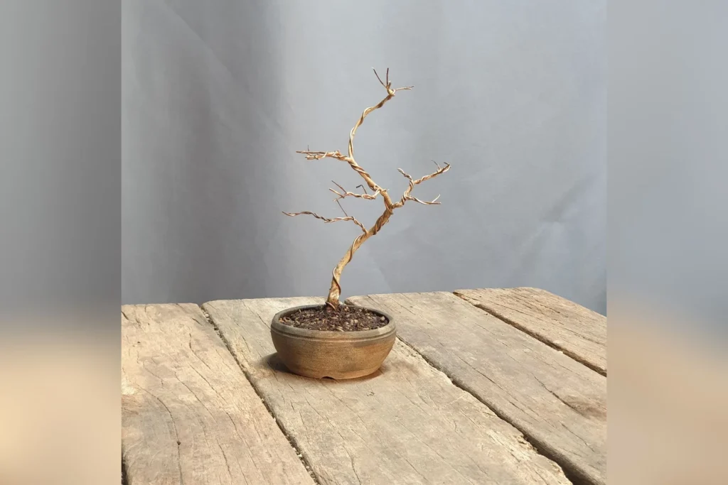 Crape myrtle bonsai (Lagerstroemia indica) in winter, bare branches showing the trunk line, grown by Luca Valagussa at Treevaset