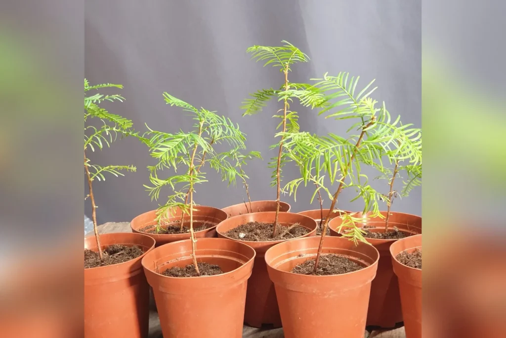 Dawn redwood seedlings (Metasequoia glyptostroboides) in nursery pots, young bonsai material grown by Treevaset
