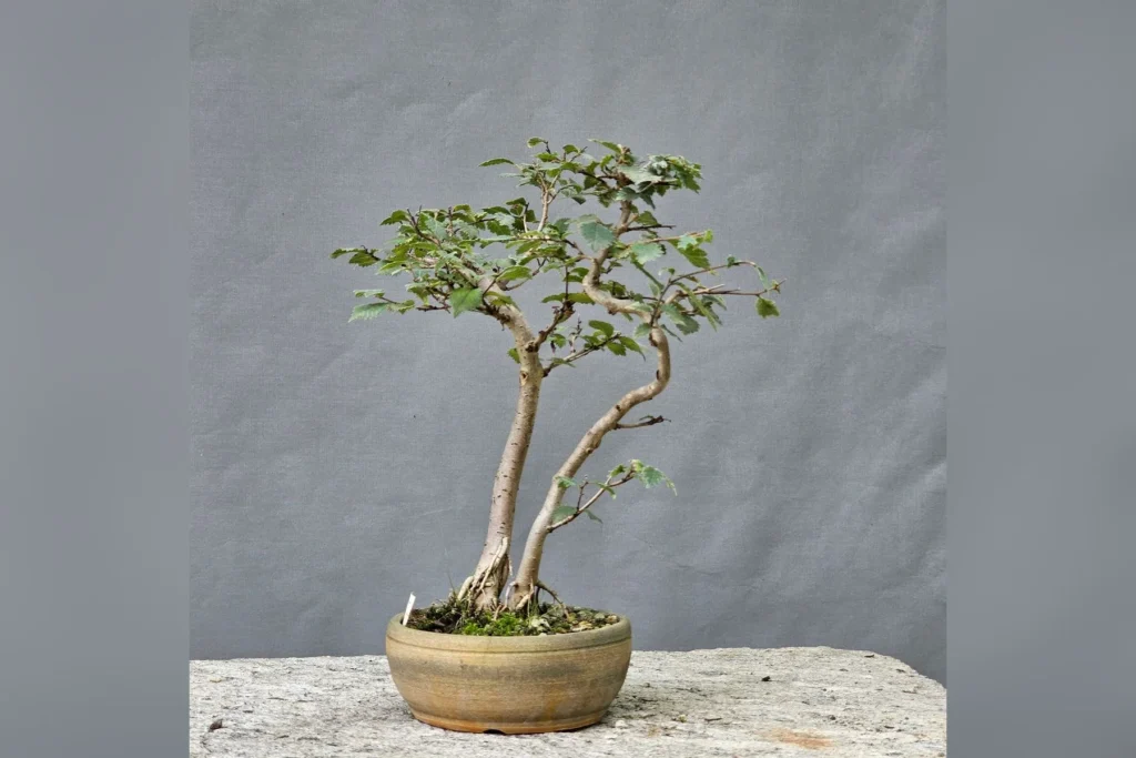 Field elm bonsai (Ulmus minor) with a twin trunk and fine ramification in a ceramic pot, grown by Luca Valagussa at Treevaset
