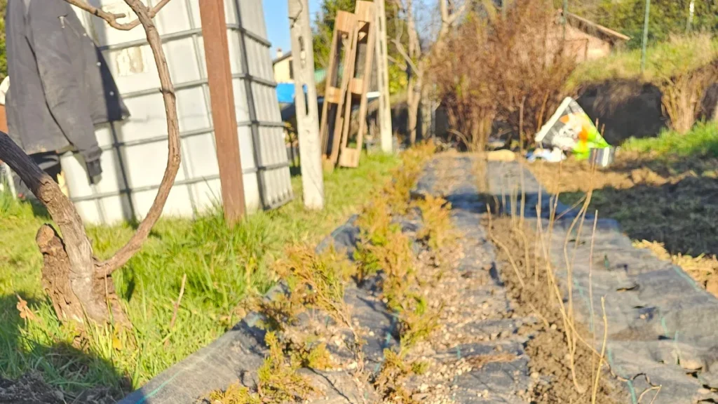 File di giovani talee di ginepro Itoigawa filate e astoni spogli di acero tridente appena piantati in piena terra attraverso il telo pacciamante nel campo di coltivazione Treevaset, a febbraio