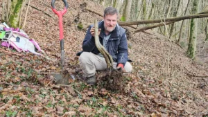 Frisch gesammelte Yamadori-Hainbuche (Carpinus betulus) mit nackten Wurzeln, von Luca Valagussa im Wald gehalten