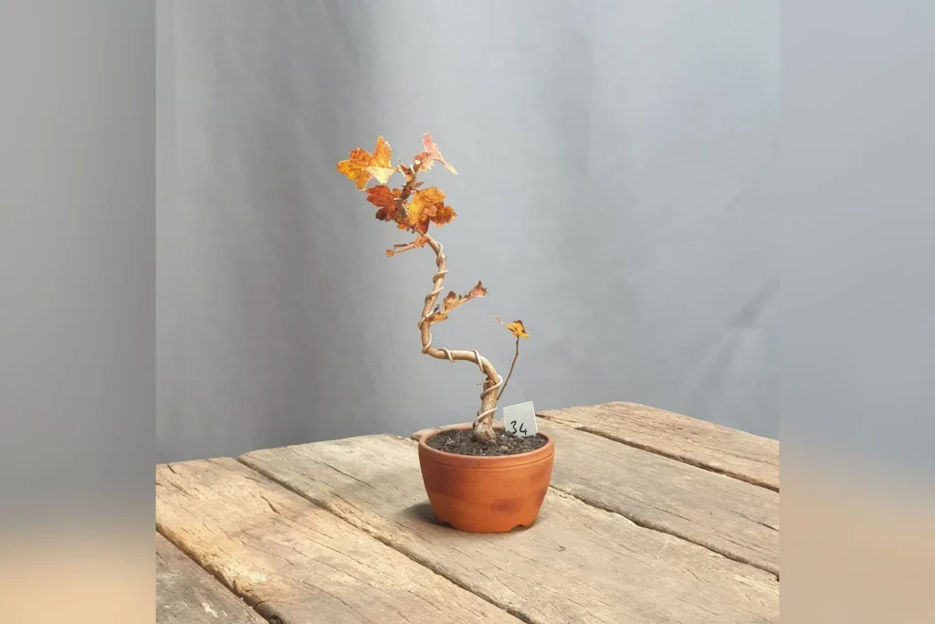 Hawthorn bonsai (Crataegus monogyna) in autumn colour with a curving trunk in a terracotta pot, grown by Luca Valagussa at Treevaset