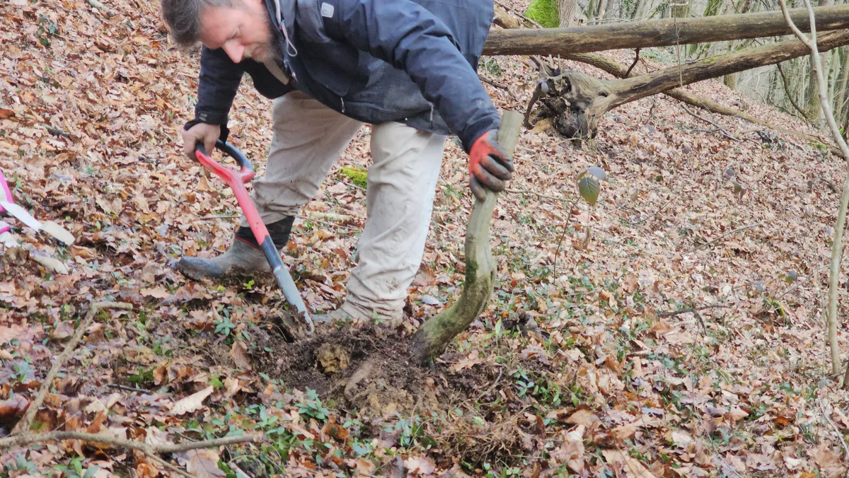 Luca Valagussa estrae con la vanga un carpino bianco da yamadori dal terreno del bosco a febbraio