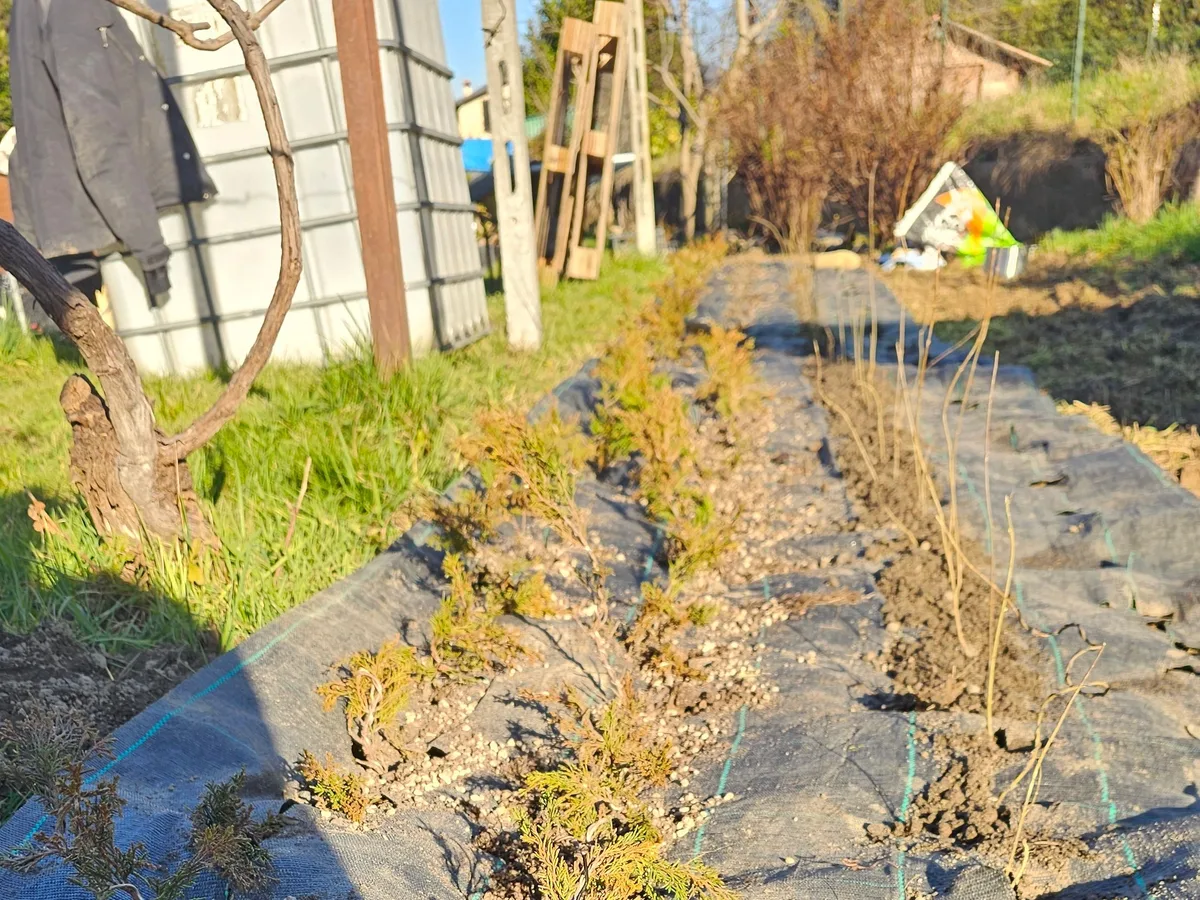 File di giovani talee di Itoigawa filate e di giovani aceri tridente, appena messe a dimora in piena terra attraverso il telo pacciamante, nel campo Treevaset a febbraio