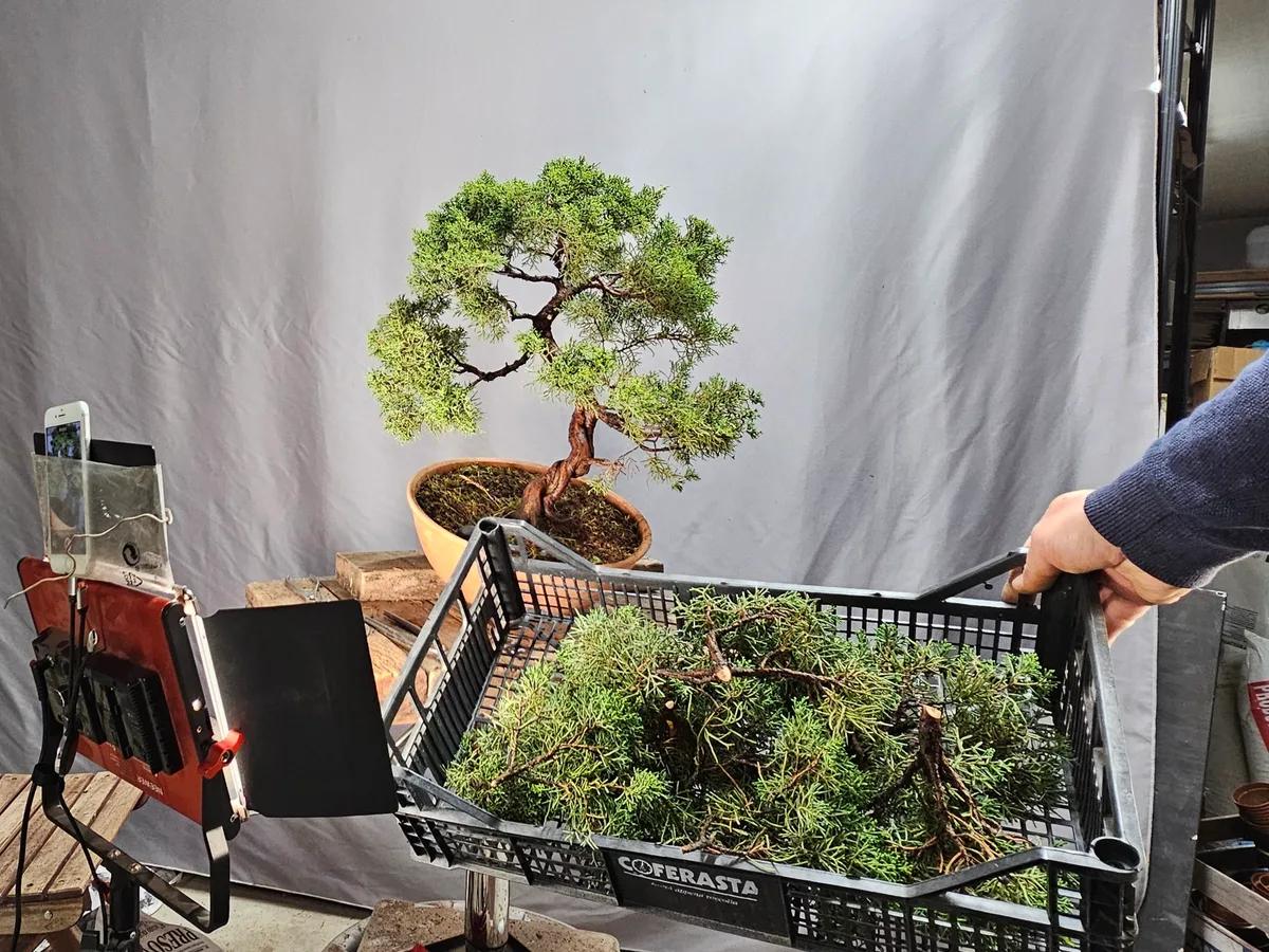 Itoigawa juniper bonsai in a terracotta bowl after its first hard pruning in April 2025, with a crate full of removed foliage in the foreground