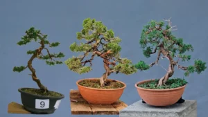 Three stages of the same Itoigawa juniper bonsai side by side: the small competition tree of 2014, the bushy tree after its first pruning in 2025, and the restyled tree with wired branches in 2026