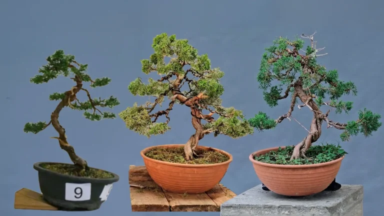 Three stages of the same Itoigawa juniper bonsai side by side: the small competition tree of 2014, the bushy tree after its first pruning in 2025, and the restyled tree with wired branches in 2026