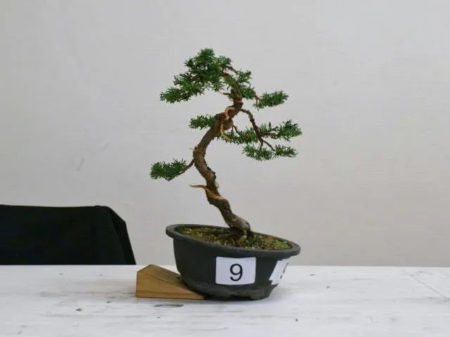 Small Itoigawa juniper bonsai in a dark oval pot with a competition number card, photographed on a white table right after the 2014 talent competition