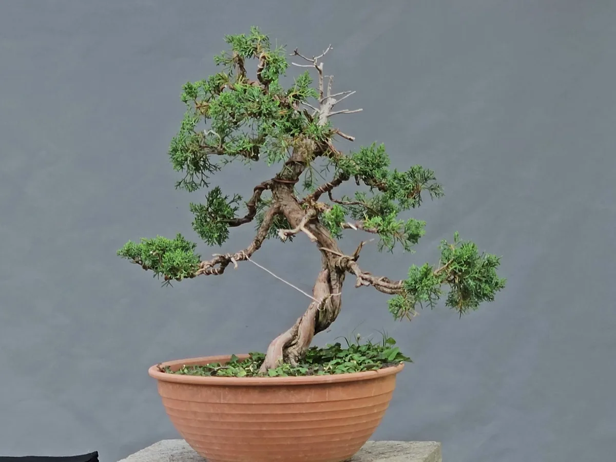 Itoigawa juniper bonsai seen from its new front in September 2026: twisted trunk leaning away then returning with the apex, wired primary branches, two guy wires and a visible jin at the top