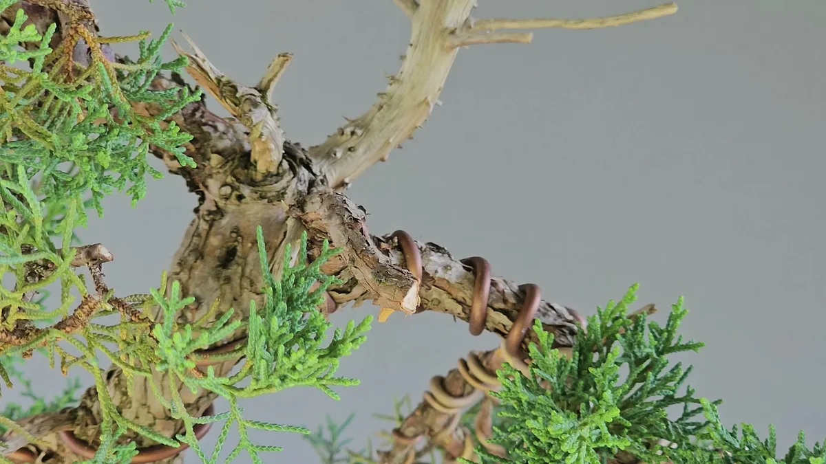 Close-up of an Itoigawa juniper trunk with a cut branch stub left as a future jin, older grey deadwood above it and a primary branch wrapped in copper wire