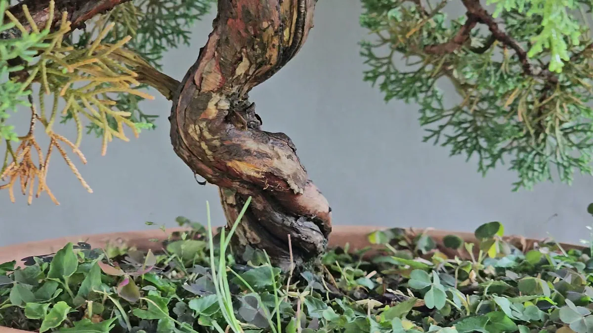 Close-up of the base of an Itoigawa juniper bonsai showing the trunk twisting on itself with a strip of matured deadwood (shari) and live vein spiralling upward