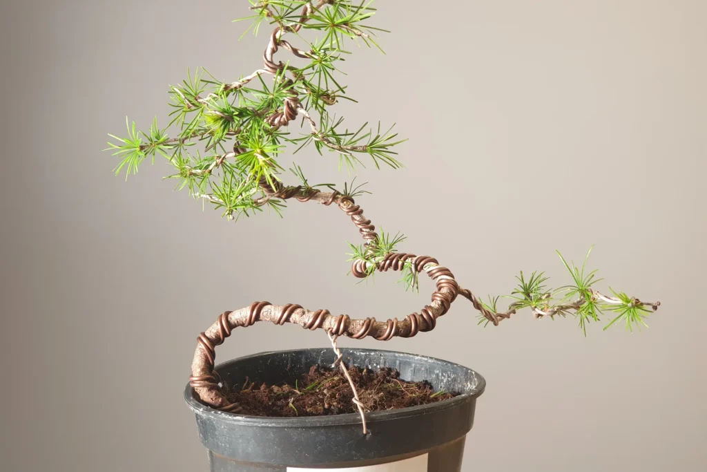 Lärchen-Bonsai (Larix decidua) mit gedrahtetem, geschwungenem Stamm im Frühjahrsaustrieb, aus der Kultur von Luca Valagussa bei Treevaset