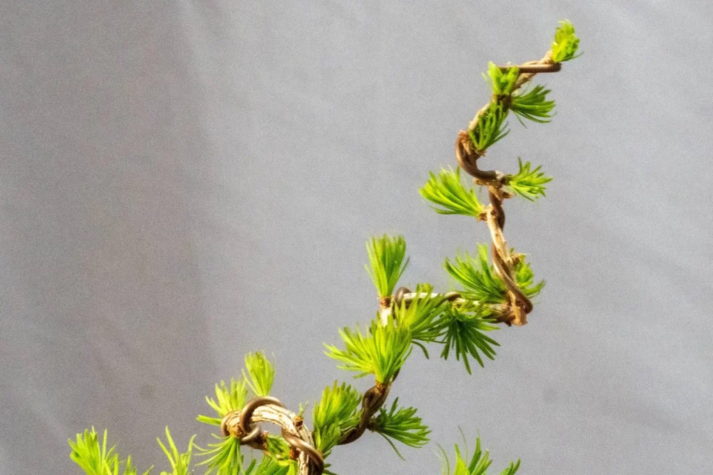 Bonsai di larice (Larix decidua) – giovane pre-bonsai filato con germogli primaverili, coltivato da Treevaset
