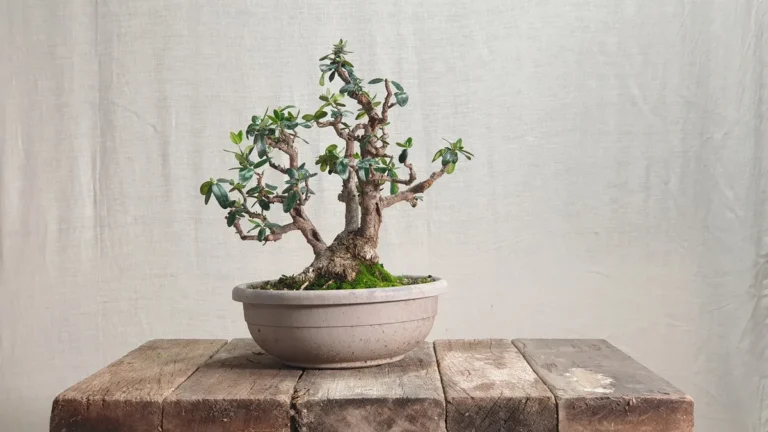 Bonsai di olivastro con base a ceppaia a tre tronchi in un vaso rotondo da coltivazione, fotografato su fondo di lino dopo la prima potatura strutturale