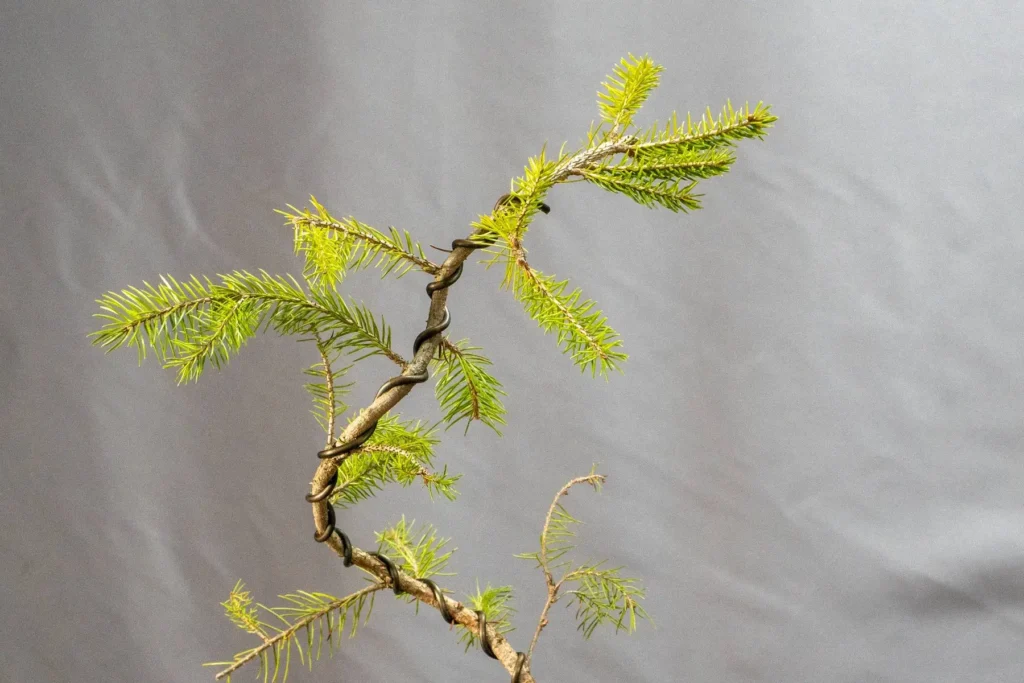 Norway spruce bonsai (Picea abies) — wired young pre-bonsai with an S-curved trunk, grown by Treevaset