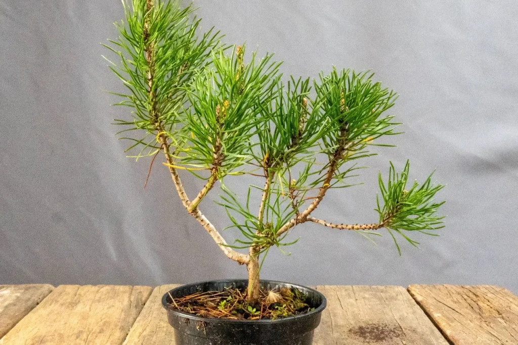 Bonsai di pino mugo (Pinus mugo) – giovane pre-bonsai in vaso da coltivazione, coltivato da Treevaset