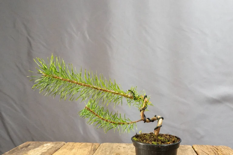 Bonsai di pino silvestre (Pinus sylvestris) – giovane pre-bonsai filato a semicascata, coltivato da Treevaset