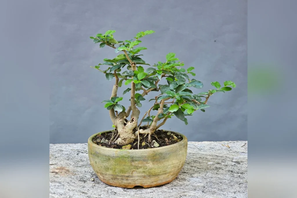 Privet bonsai (Ligustrum) with a thick, multi-trunk base and dense foliage in a ceramic pot, grown by Luca Valagussa at Treevaset