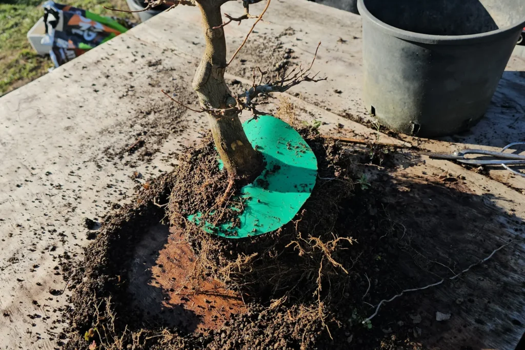 Rinvaso del bonsai: pane radicale di un acero tridente (Acer buergerianum) sul banco di lavoro durante la lavorazione delle radici, Treevaset