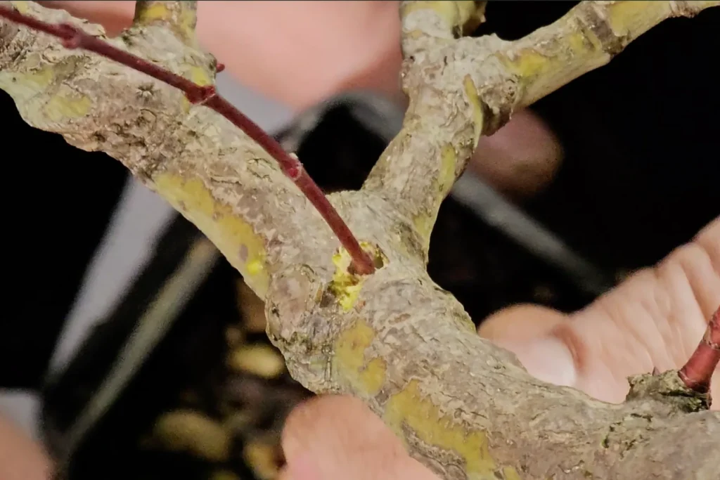 Thread grafting on a bonsai: a young shoot threaded through a drilled hole in the trunk, in Luca Valagussa’s hands at Treevaset