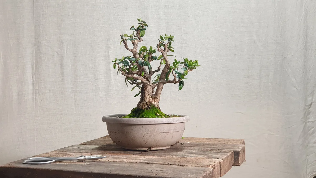 L'olivastro bonsai nel settembre 2024 dopo la prima potatura strutturale, visto di lato, con i tre tronchi e la base delle radici troppo alta nel vaso