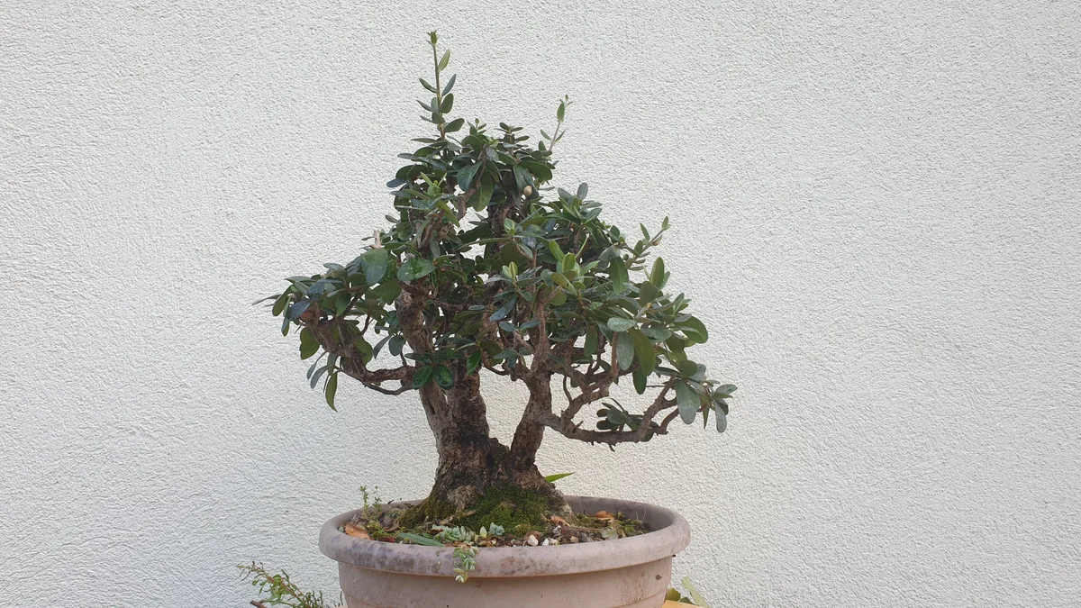 L'olivastro bonsai nell'agosto 2024 appena acquistato, con una chioma folta e non lavorata molto più larga dei tronchi, prima della prima potatura strutturale