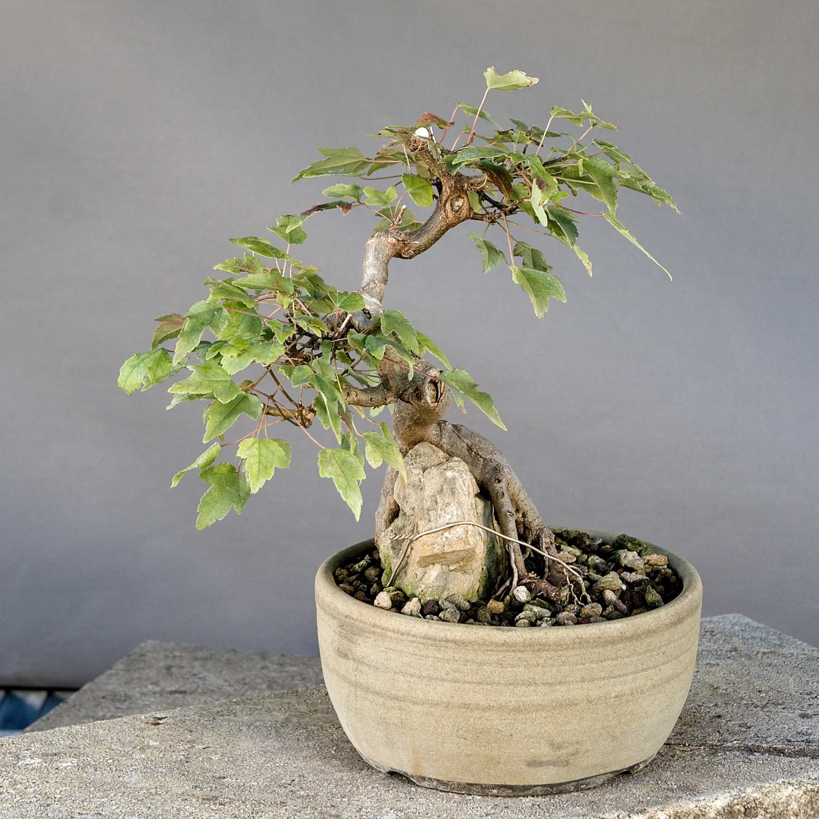 Trident maple (Acer buergerianum) bonsai over rock, about 20 years, view 2