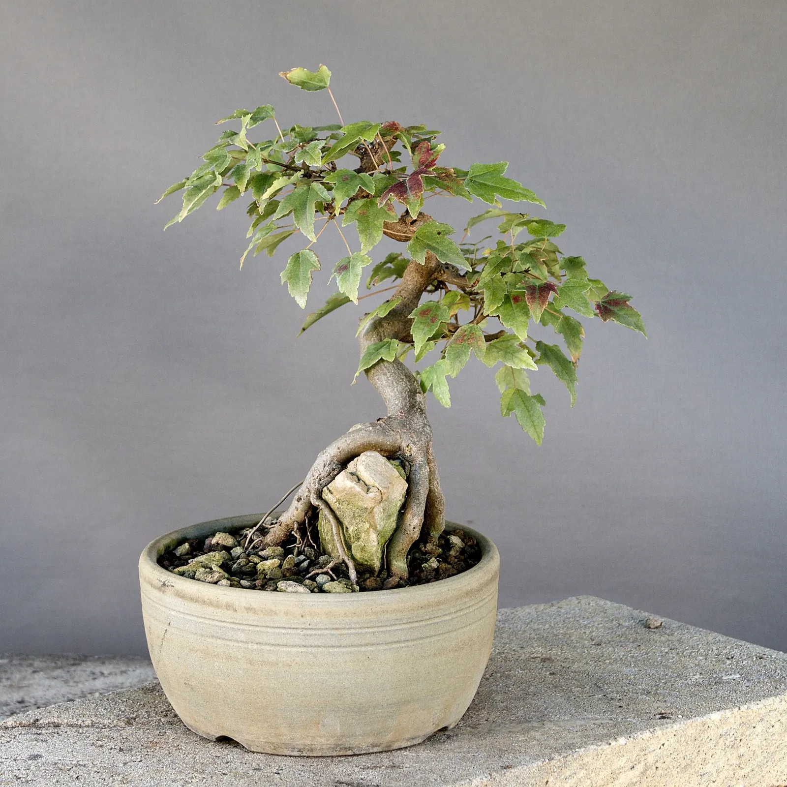 Trident maple (Acer buergerianum) bonsai over rock, about 20 years, view 5