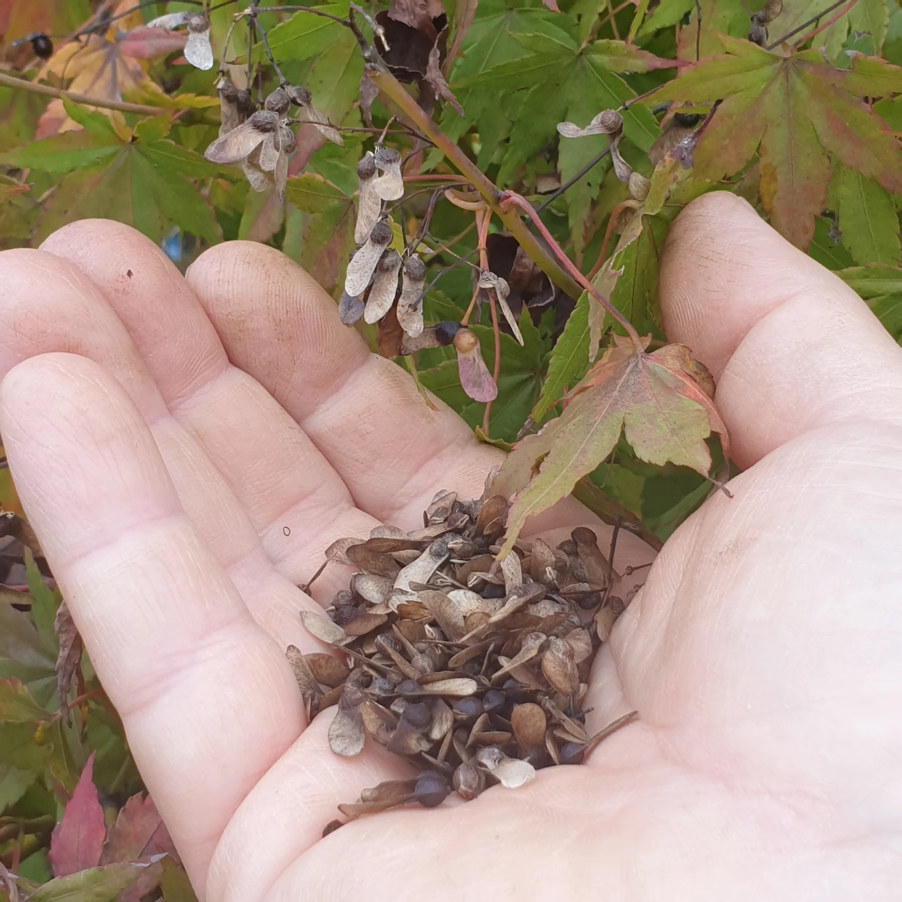 Selected Acer palmatum seeds in a hand, with the samaras and a small-leaved mother plant behind — the seed selection behind our yamamomiji