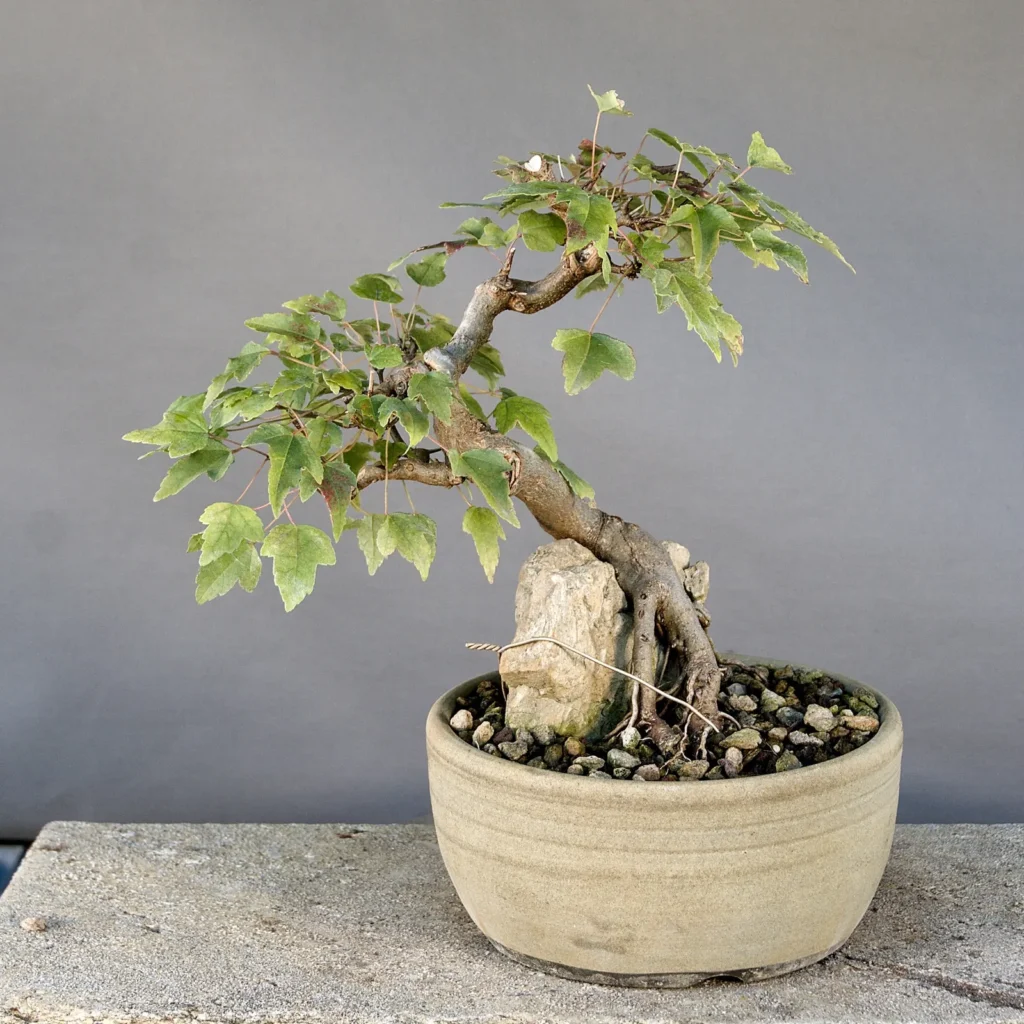 Bonsai di acero tridente (Acer buergerianum) su roccia, circa 20 anni, fronte