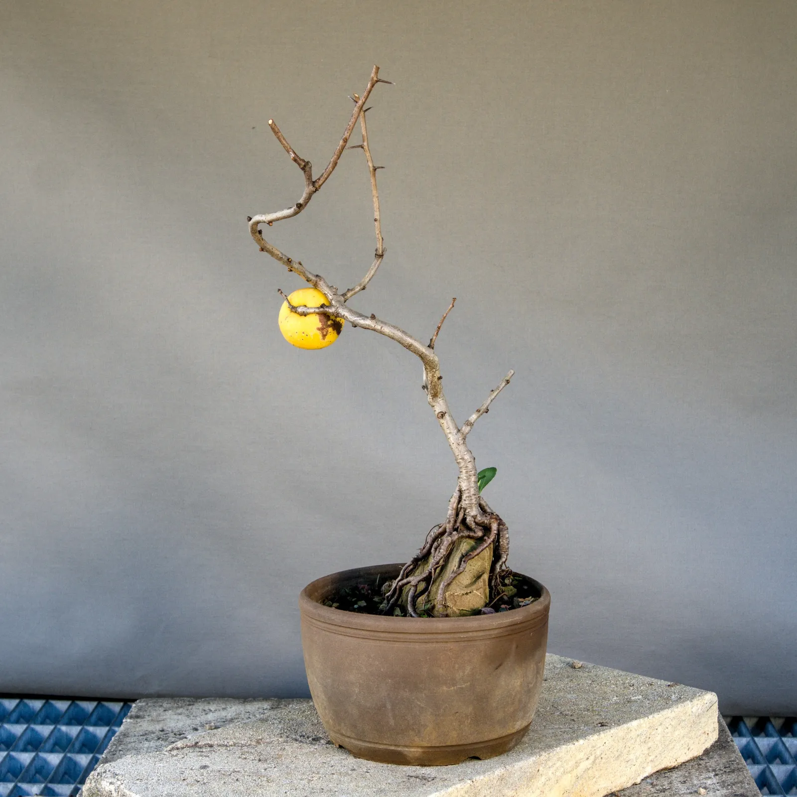 Bonsai di cotogno giapponese (Chaenomeles japonica) con frutto, circa 5 anni, vista 3
