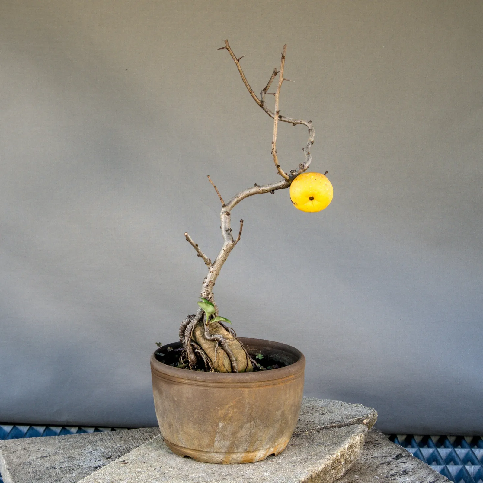 Bonsai di cotogno giapponese (Chaenomeles japonica) con frutto, circa 5 anni, vista 5