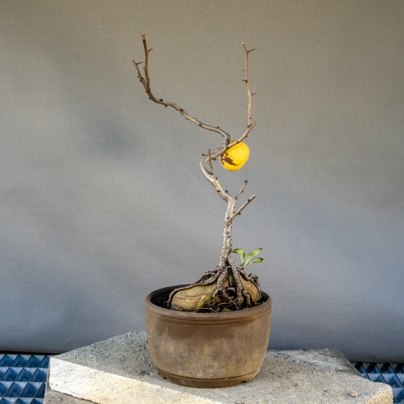 Bonsai di cotogno giapponese (Chaenomeles japonica) con frutto, circa 5 anni, vista 4