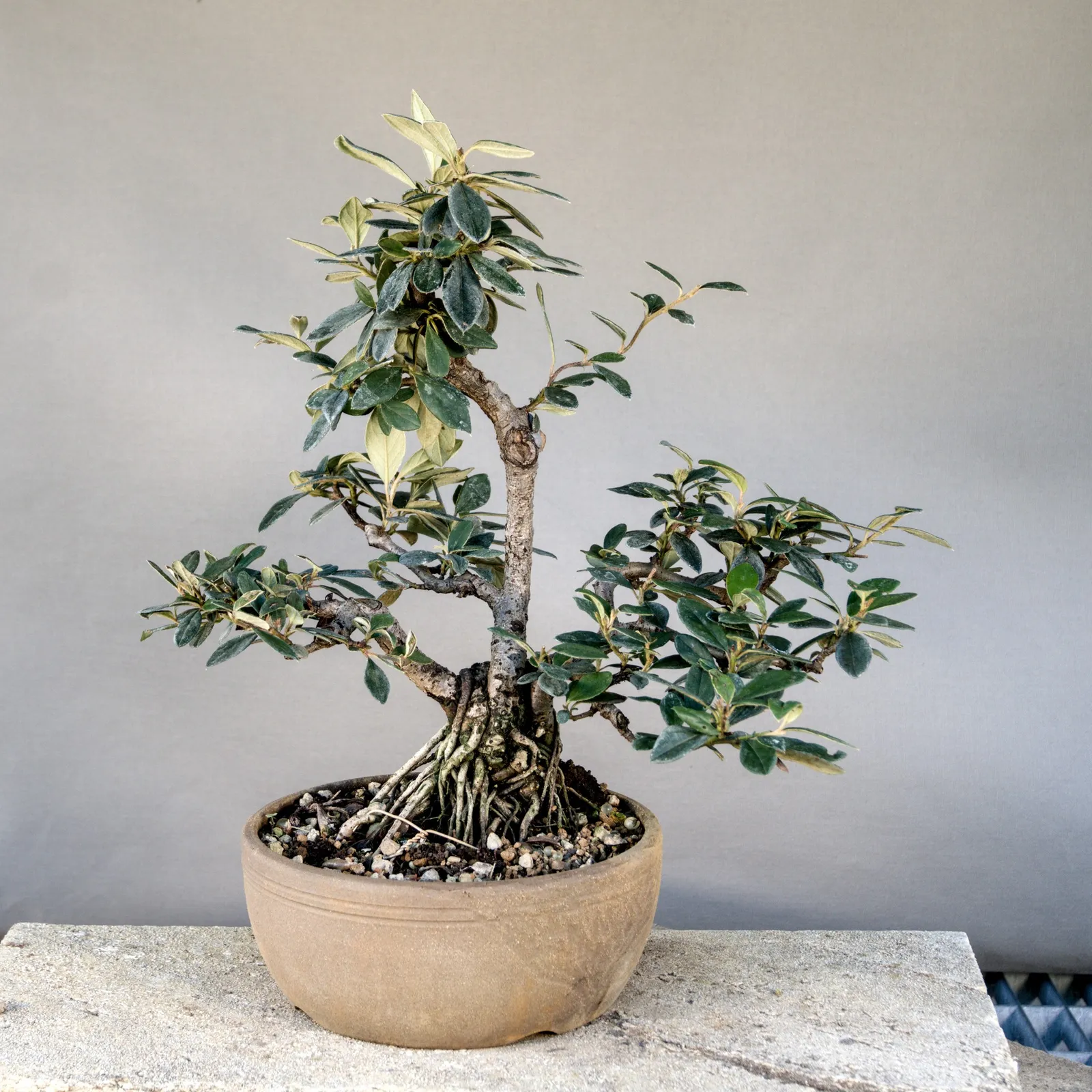 Bonsai di cotoneaster (Cotoneaster simonsii), multitronco, circa 10 anni, fronte