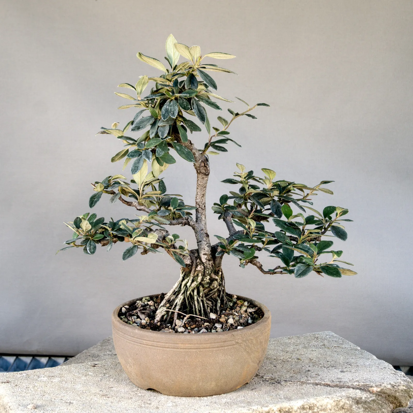 Bonsai di cotoneaster (Cotoneaster simonsii), multitronco, circa 10 anni, vista 2
